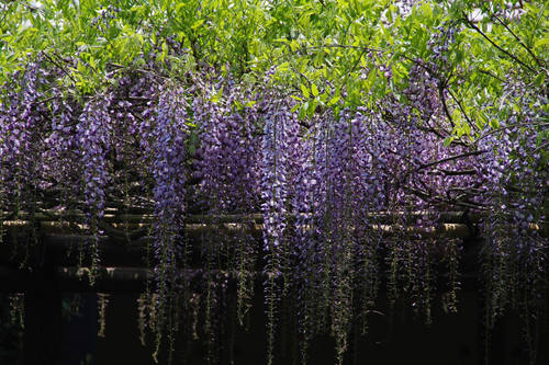 百草園藤棚201005-4