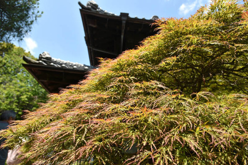 高幡不動尊201506-2