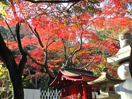 高幡不動尊紅葉祭-3