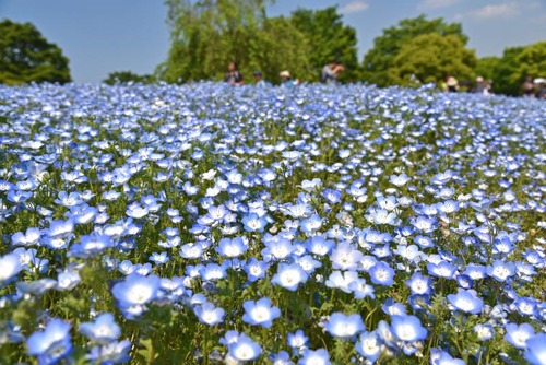 昭和記念公園201505-10