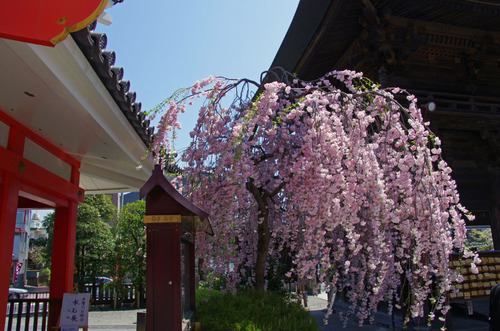 高幡不動尊201104-13