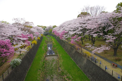 昭和記念公園201404-2