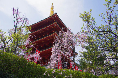 高幡不動尊201204-11