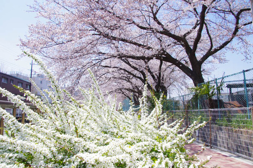 春の明るさ2012-9