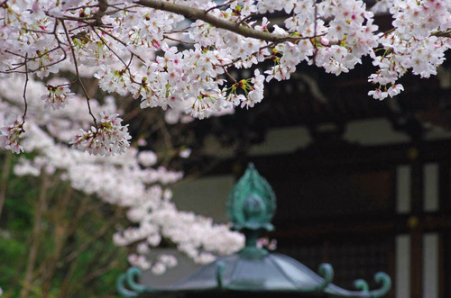 高幡不動201303-6