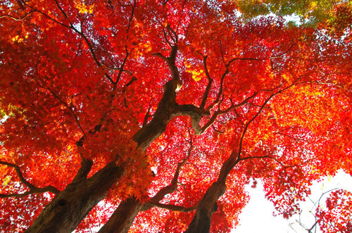 京王百草園201411-10