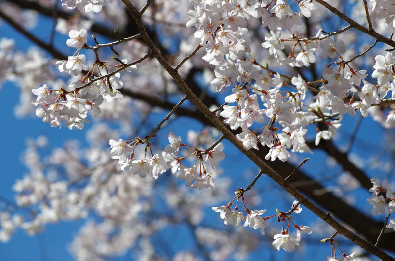 金剛桜