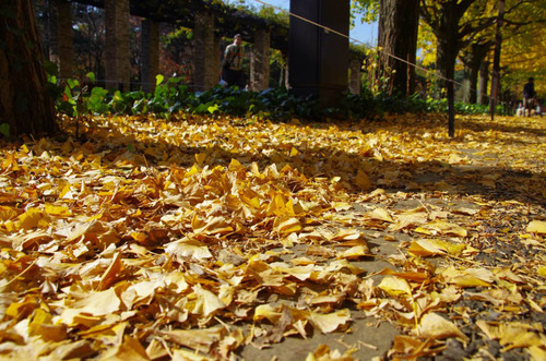昭和記念公園201111-2