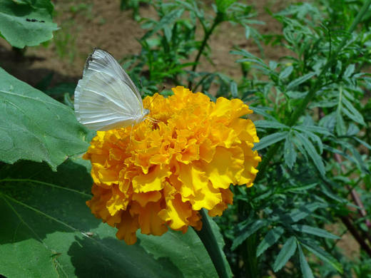散歩で見つけた昆虫-7