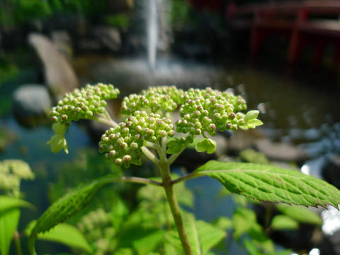 高幡不動尊090509-7