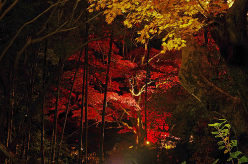 京王百草園201311-5