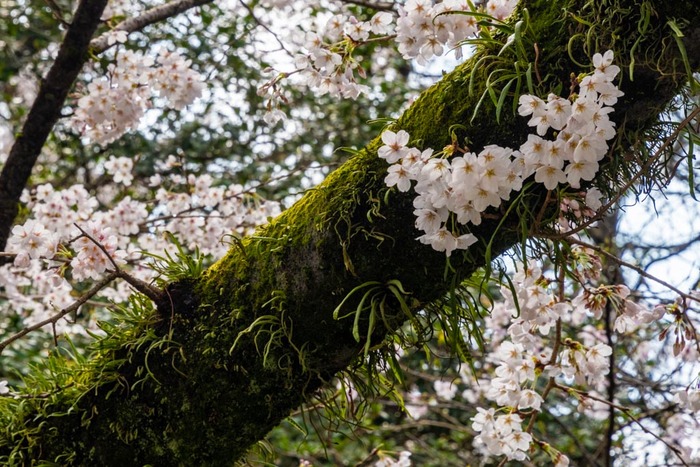 高幡不動尊201903