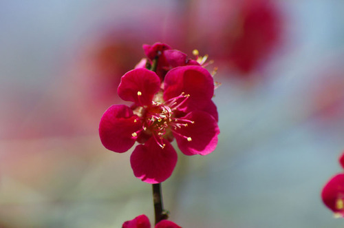 京王百草園201103-14