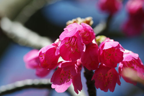 昭和記念公園20100314-16