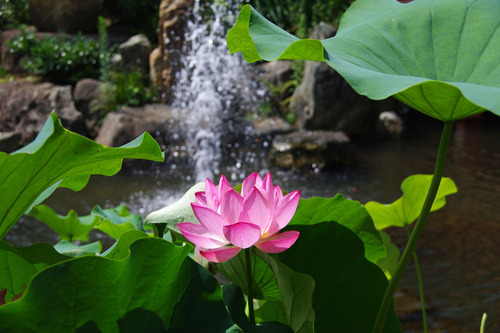 高幡不動尊20100821-5
