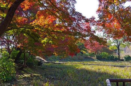 昭和記念公園201111-4