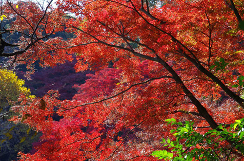 京王百草園201311-11