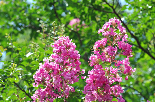 昭和記念公園201408-8