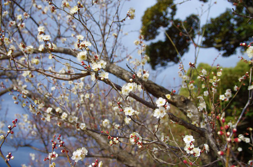 昭和記念公園201401-11