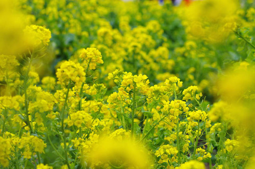 昭和記念公園201204-4