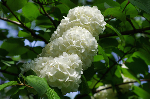 百草園201105-2