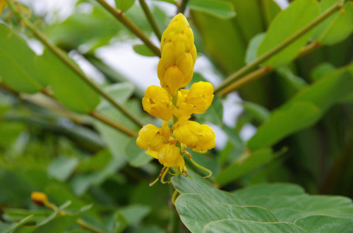 由布島の花201108-14