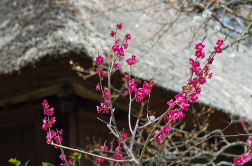 京王百草園201303-4