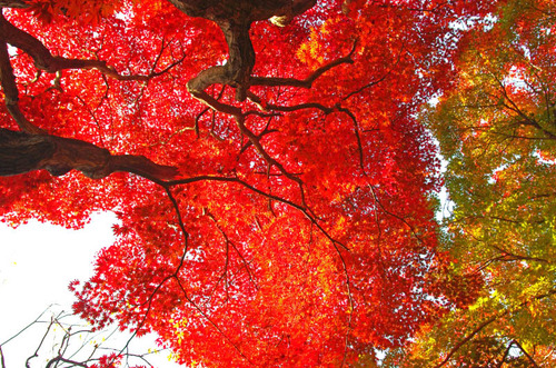 京王百草園201411-9