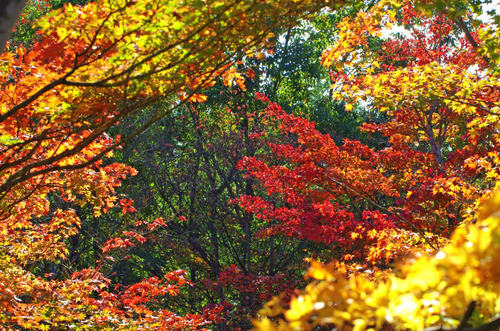 昭和記念公園201411-2