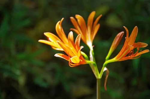 高幡不動尊201208-2