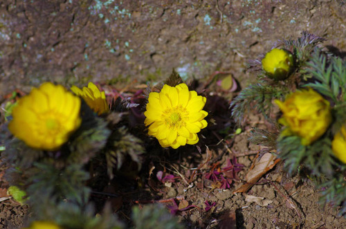 昭和記念公園201302-5