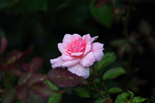 ��Ȩ��ưº20100710-12