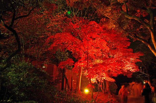 京王百草園201311-7