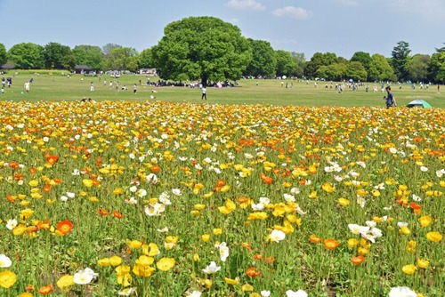 昭和記念公園201505-8
