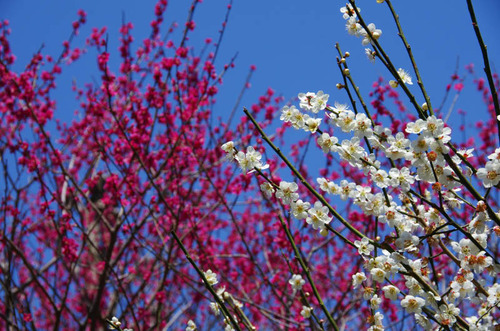 京王百草園201204-14
