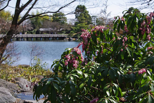 昭和記念公園日本庭園-3