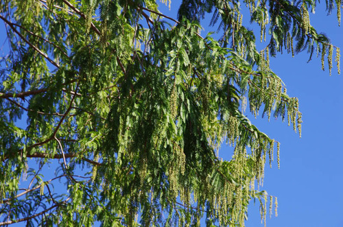 昭和記念公園201310-12