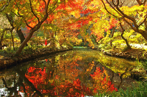 京王百草園201411-4
