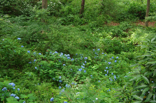 京王百草園201206-8