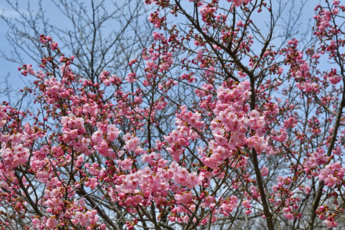 昭和記念公園201703