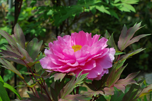 京王百草園201105-10