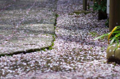 高幡不動尊201204-8