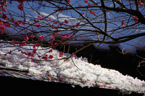 É´Áð±àÇߤޤĤê201102-10