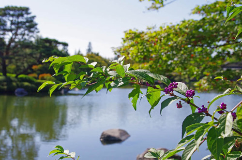 昭和記念公園201310-5