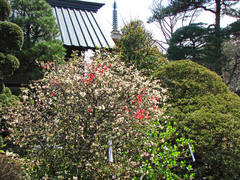 高幡不動尊の木瓜-1