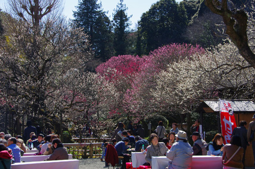 京王百草園201103-5