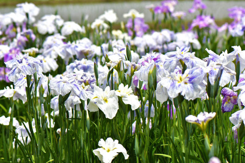 花菖蒲
