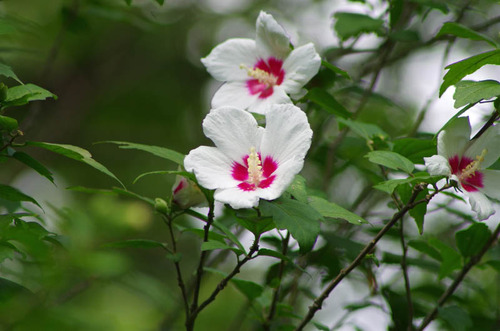 201108の花-12