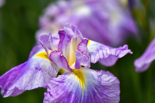 花菖蒲