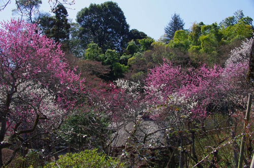 京王百草園201204-1